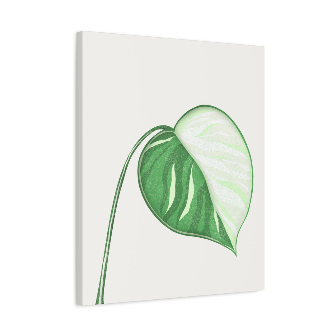 Monstera Albo Canvas Large Stretched Premium Quality Cotton Canvas Wall Art Tropical Leaf Poster Decor
