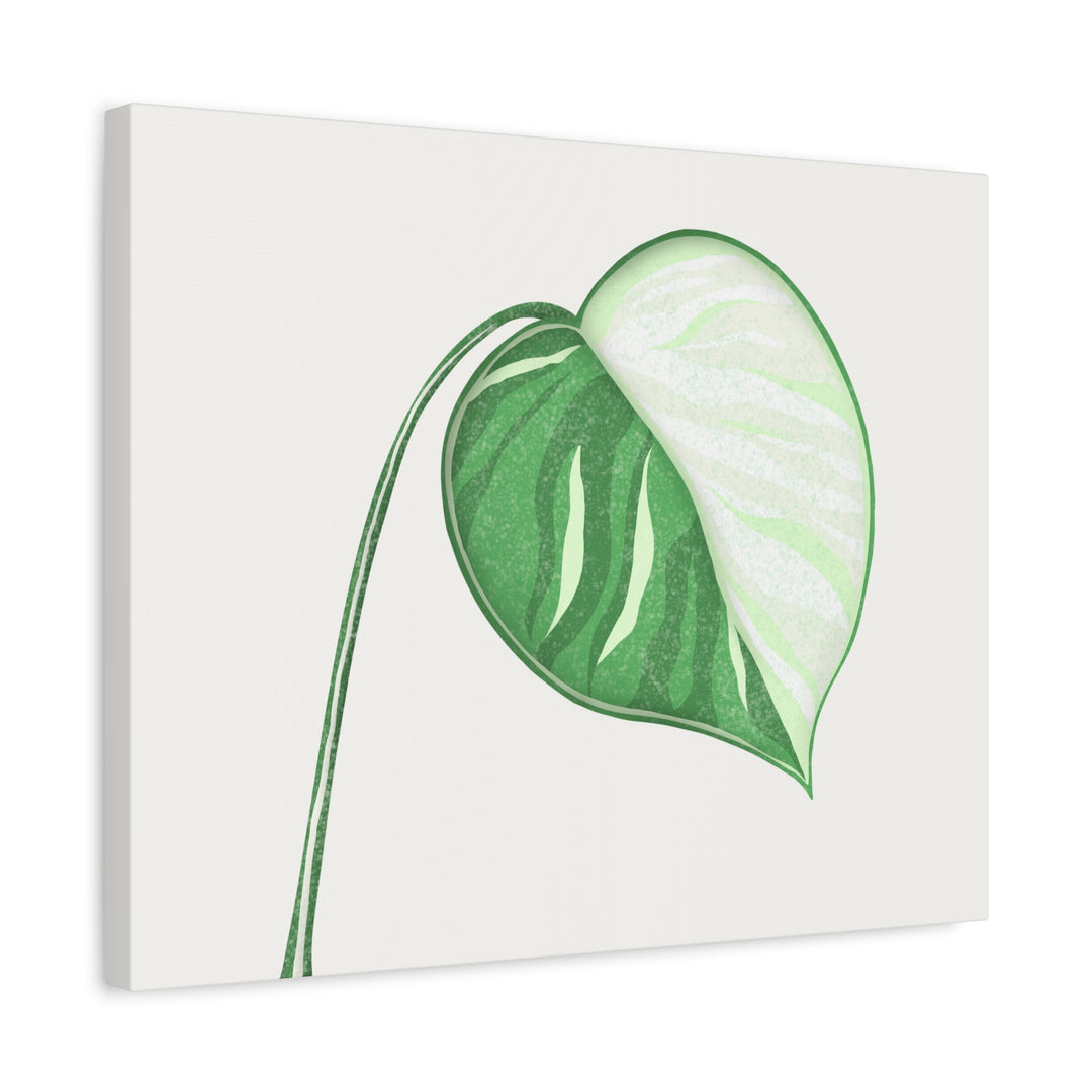 Monstera Albo Canvas Large Stretched Premium Quality Cotton Canvas Wall Art Tropical Leaf Poster Decor