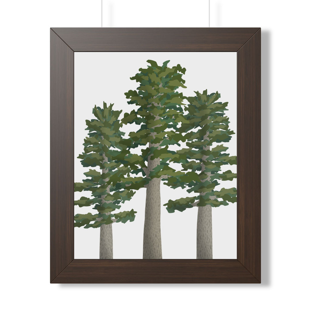 Sitka Spruce Framed Print – Wall Art