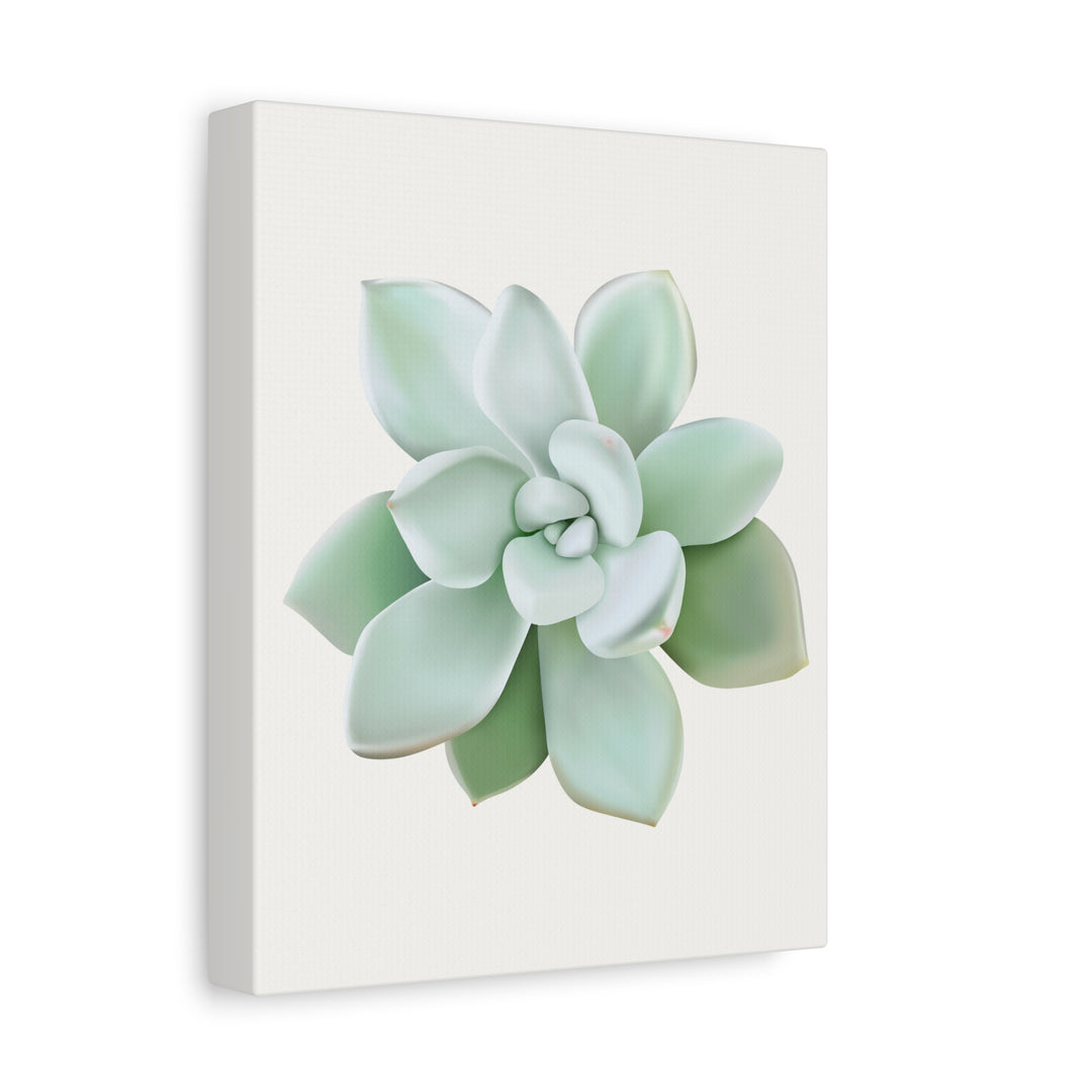 Succulent Canvas Art Pachyveria Haagei Print On Matte Finish Canvas Botanical Wall Decor