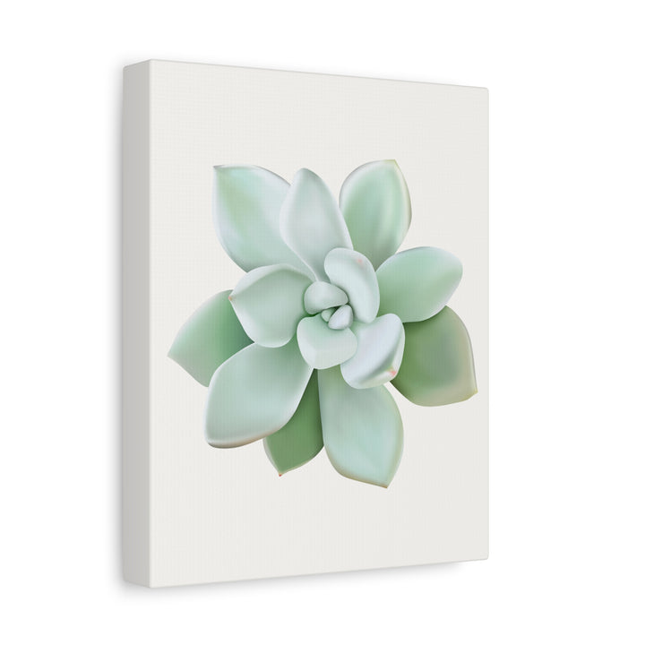 Succulent Canvas Art Pachyveria Haagei Print On Matte Finish Canvas Botanical Wall Decor
