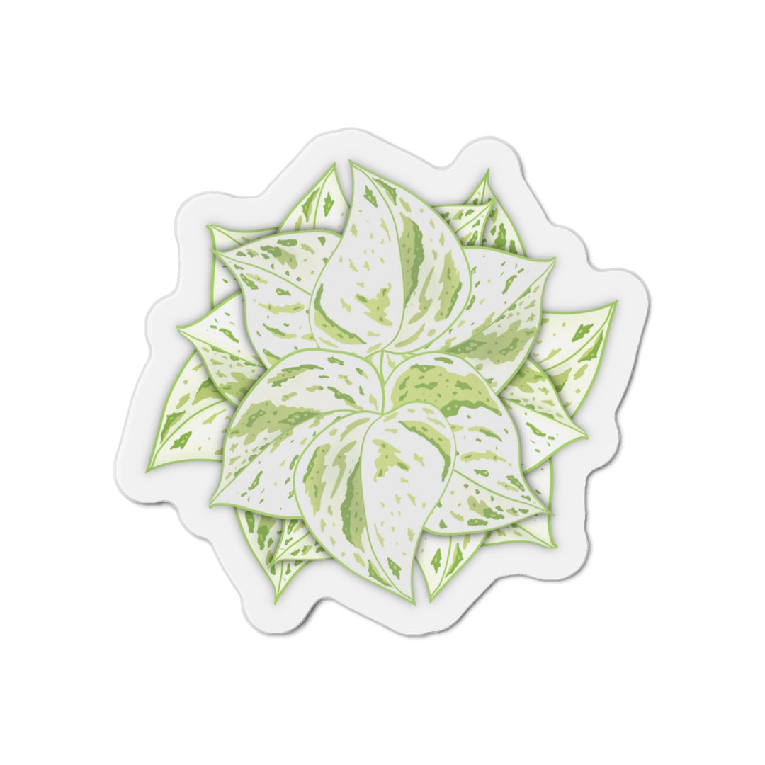 Snow Queen Pothos Magnet