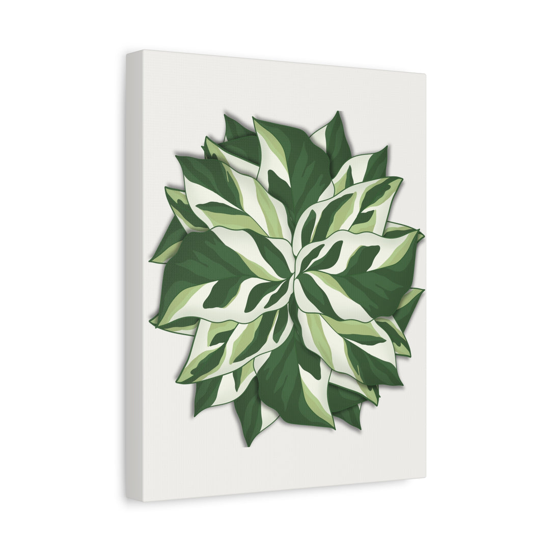 Calathea White Fusion Canvas Botanical Art Print On Stretched Cotton Canvas For Indoor Wall Decor