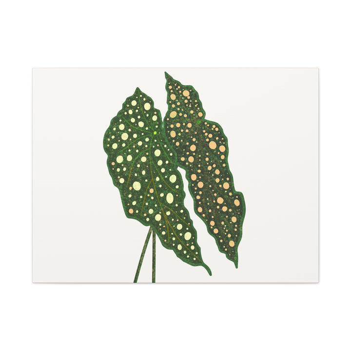 Begonia Maculata Canvas Premium Botanical Wall Art Print On Cotton Canvas With Matte Finish For Indoor Decor