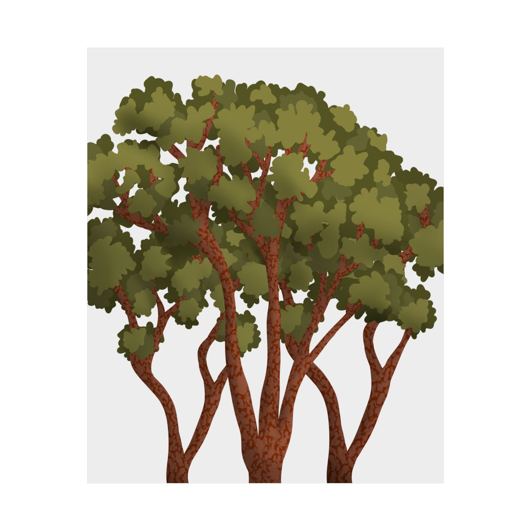 Pacific Madrone Print – Unframed Wall Art