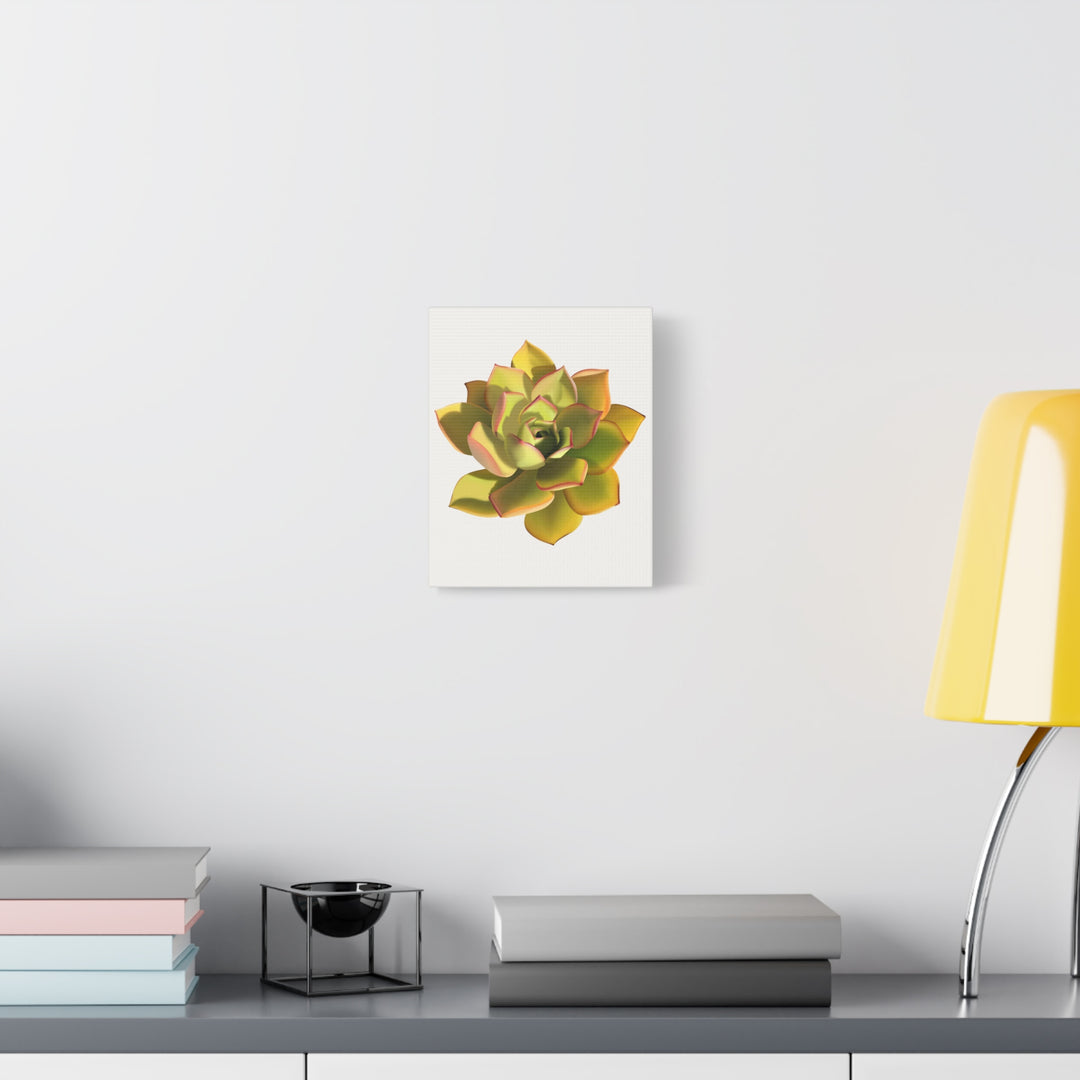 Noble Aeonium Succulent Canvas Wall Art Print for Modern Home Decor by The Potted Pixel