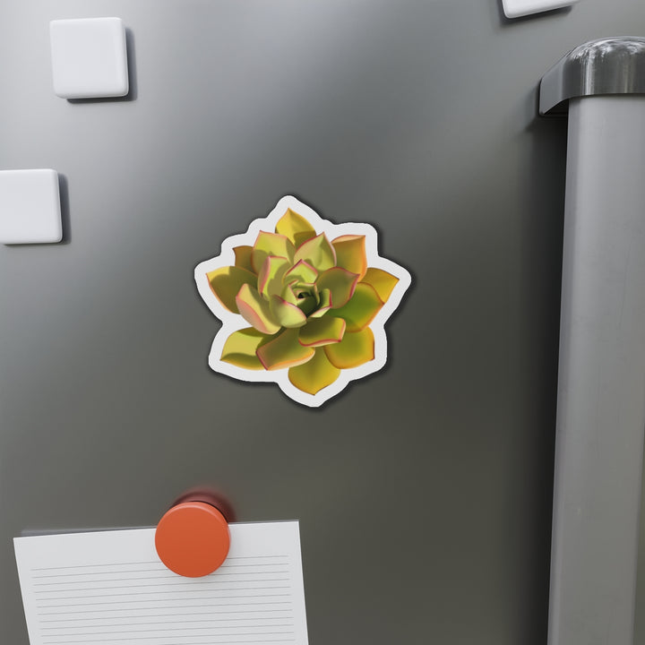 Noble Aeonium Succulent Magnet