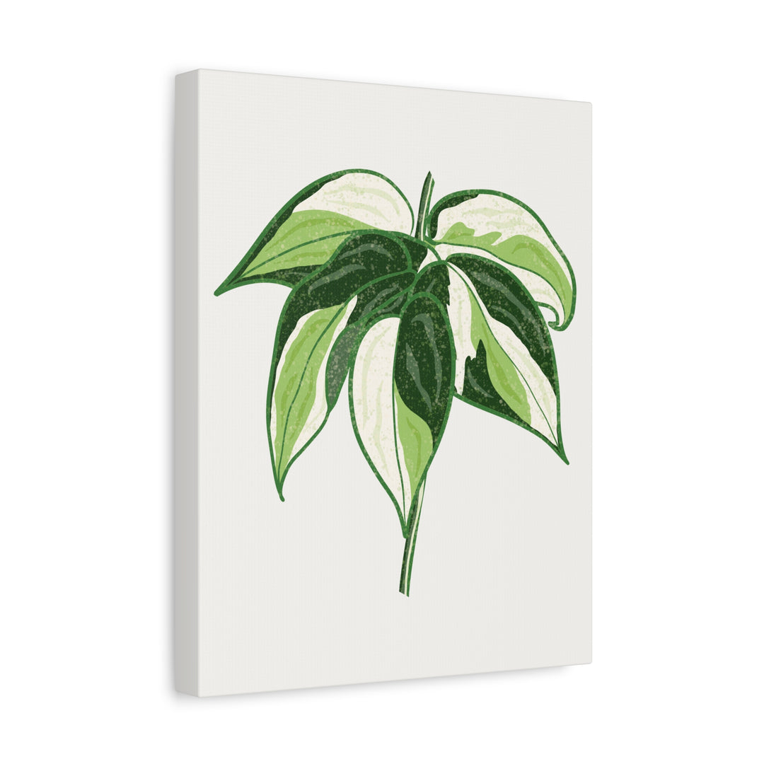 Philodendron Canvas Print Cream Splash Variegated Plant Art On Matte Cotton Canvas For Home Wall Decor