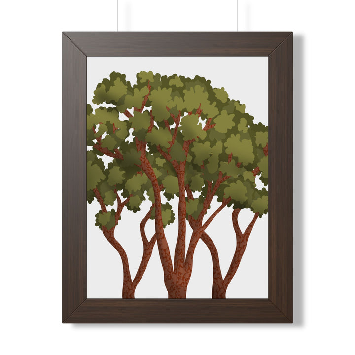 Pacific Madrone Framed Print – Wall Art