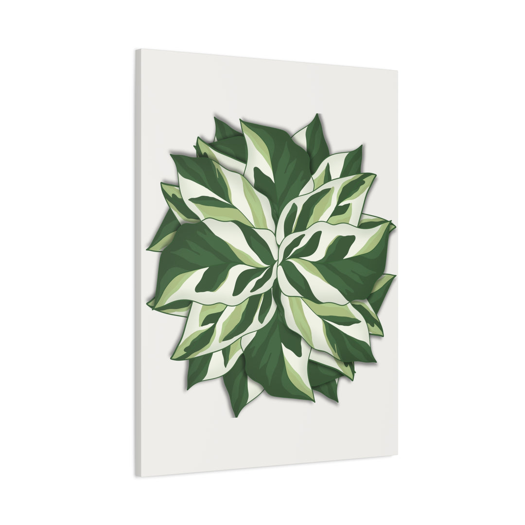 Calathea White Fusion Canvas Botanical Art Print On Stretched Cotton Canvas For Indoor Wall Decor
