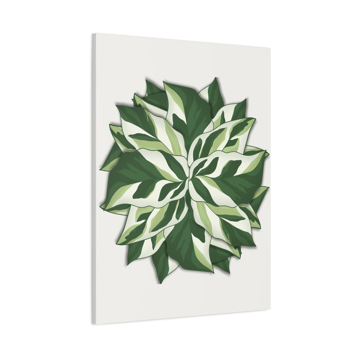 Calathea White Fusion Canvas Botanical Art Print On Stretched Cotton Canvas For Indoor Wall Decor