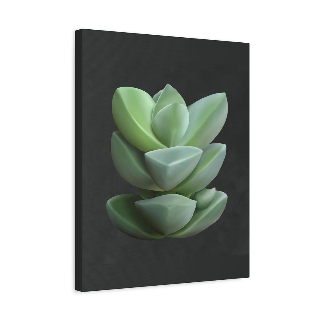 Crassula Canvas Print – Botanical Wall Art