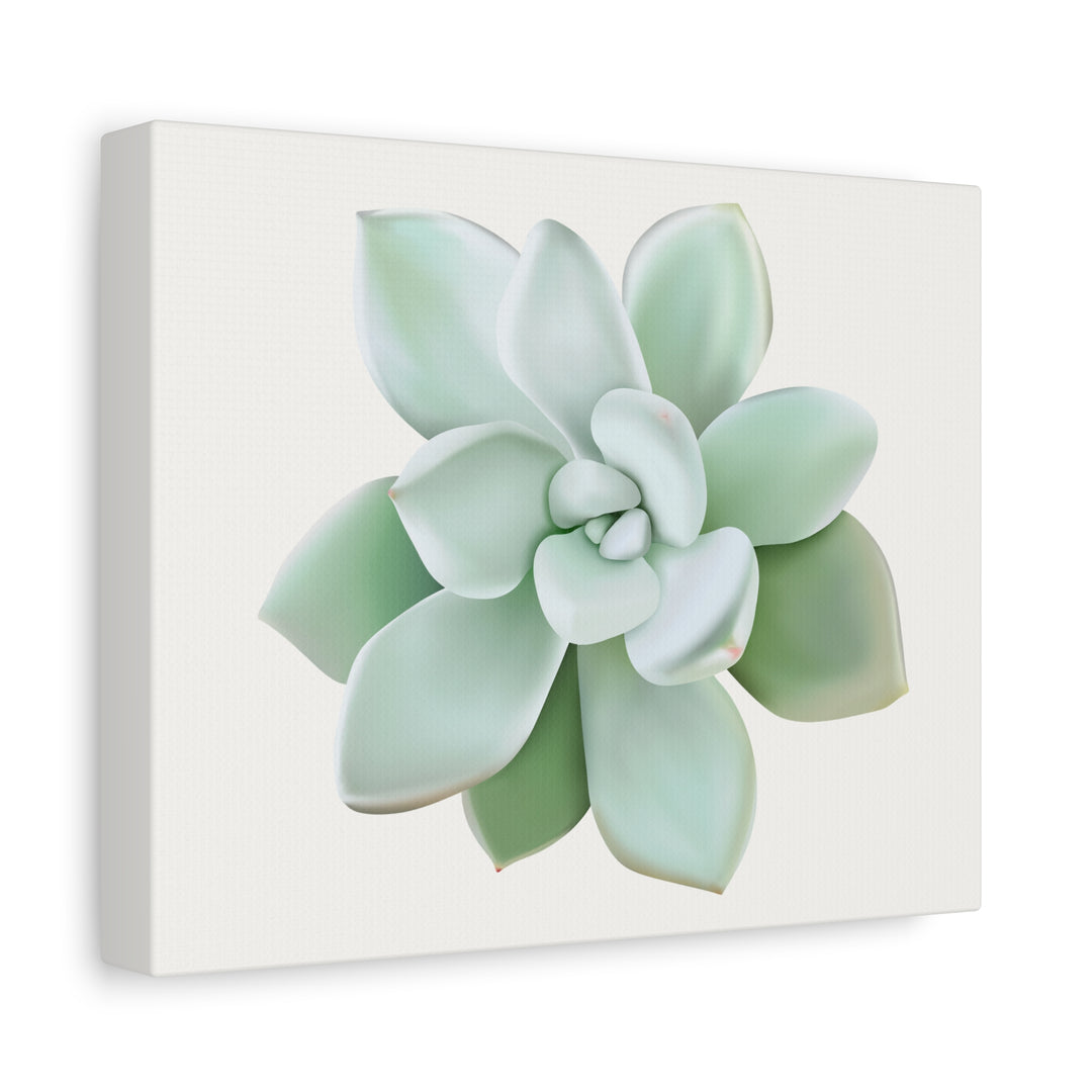 Succulent Canvas Art Pachyveria Haagei Print On Matte Finish Canvas Botanical Wall Decor