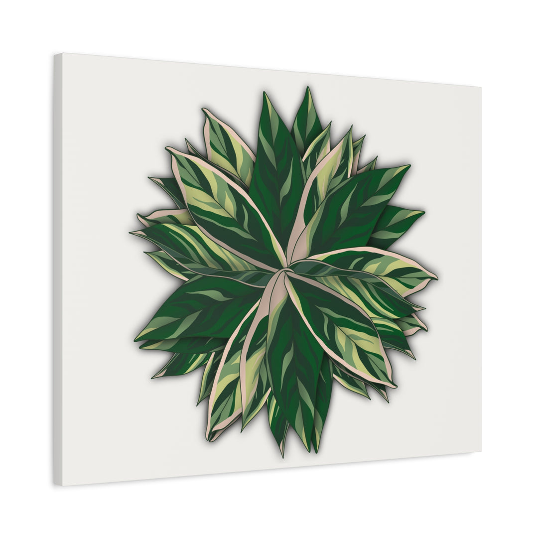 Stromanthe Triostar Canvas Wall Art Premium Matte Finish On Durable 1.25 Inch Frame For Vibrant Indoor Tropical Decor