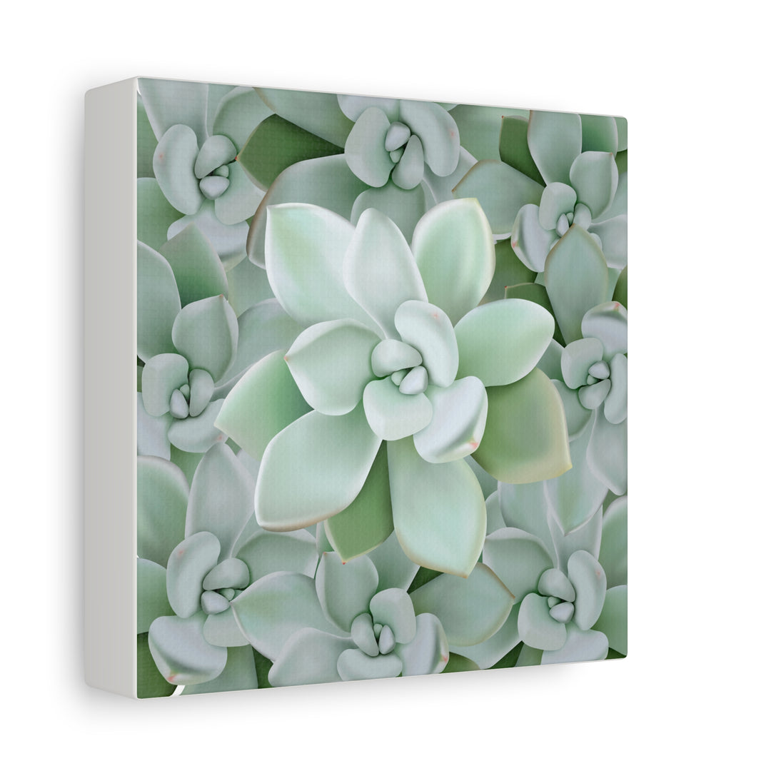 Pachyveria Haagei Succulent Pattern Canvas Art for Modern Home Decor 16x20 Matte Print