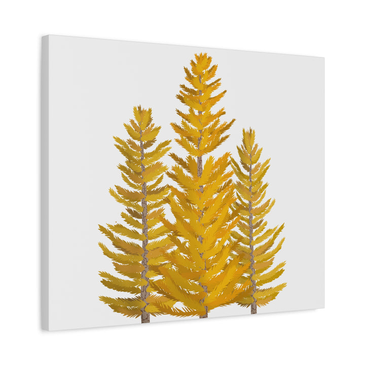 Western Larch Canvas Print – Wall Art