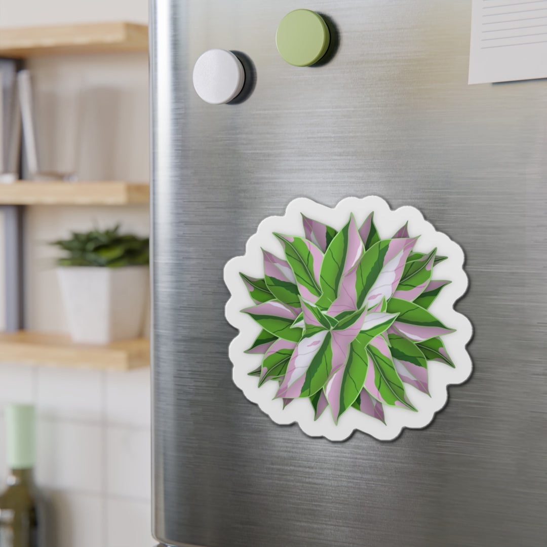 Syngonium Tricolor Magnet