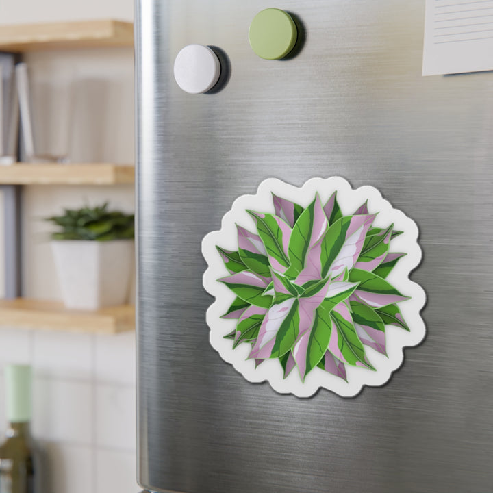 Syngonium Tricolor Magnet