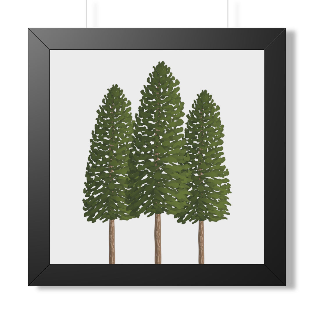 Ponderosa Pine Framed Print – Wall Art