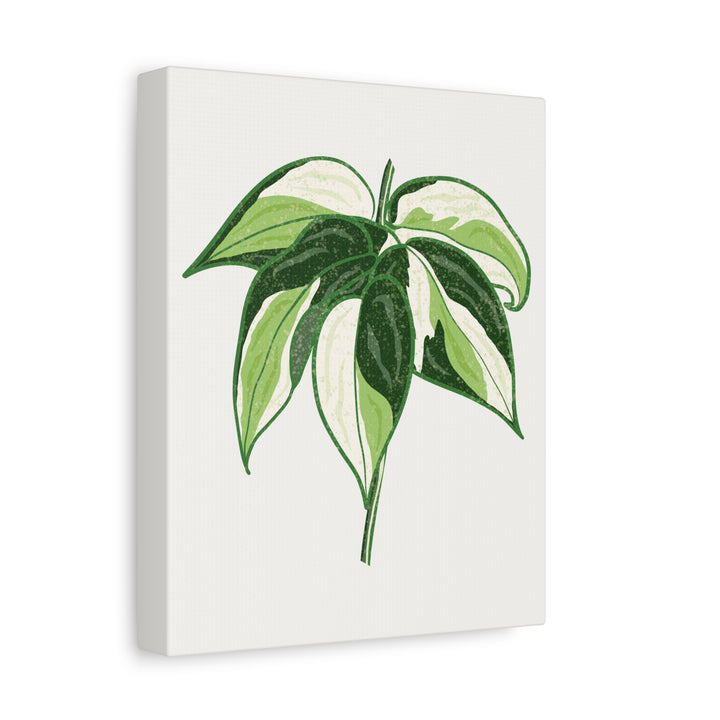 Philodendron Canvas Print Cream Splash Variegated Plant Art On Matte Cotton Canvas For Home Wall Decor