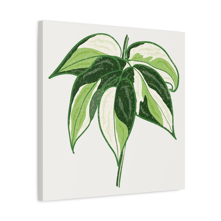 Philodendron Canvas Print Cream Splash Variegated Plant Art On Matte Cotton Canvas For Home Wall Decor