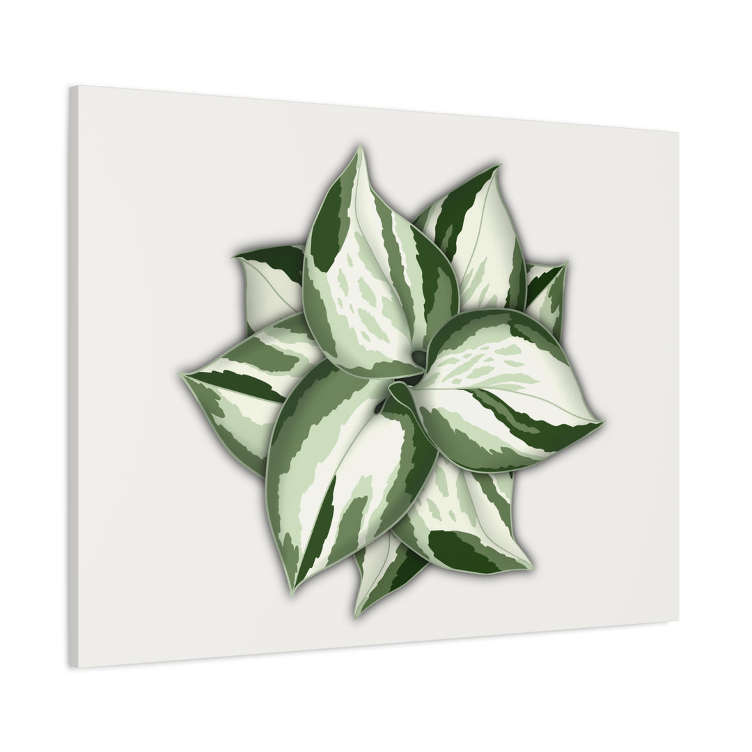 Manjula Pothos Canvas Print Stretched Matte Canvas Wall Art For Living Room And Office