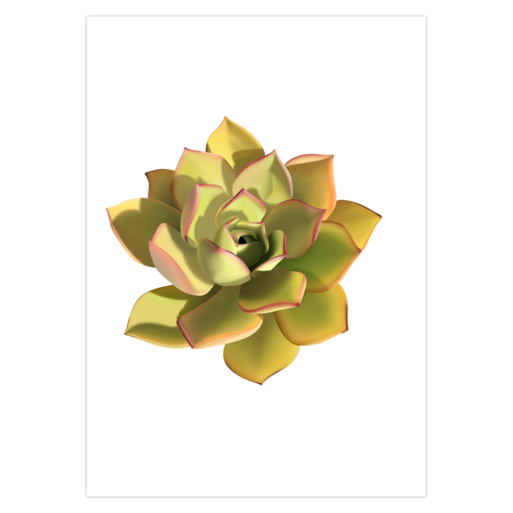 POS Noble Aeonium Succulent Greeting Card – 5 Pack