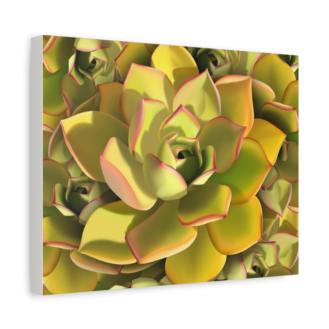 Succulent Canvas Art Vibrant Aeonium Print On Matte Canvas Wall Decor 12x18 Inches Indoor Home