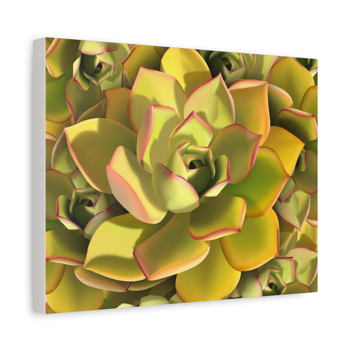 Succulent Canvas Art Vibrant Aeonium Print On Matte Canvas Wall Decor 12x18 Inches Indoor Home