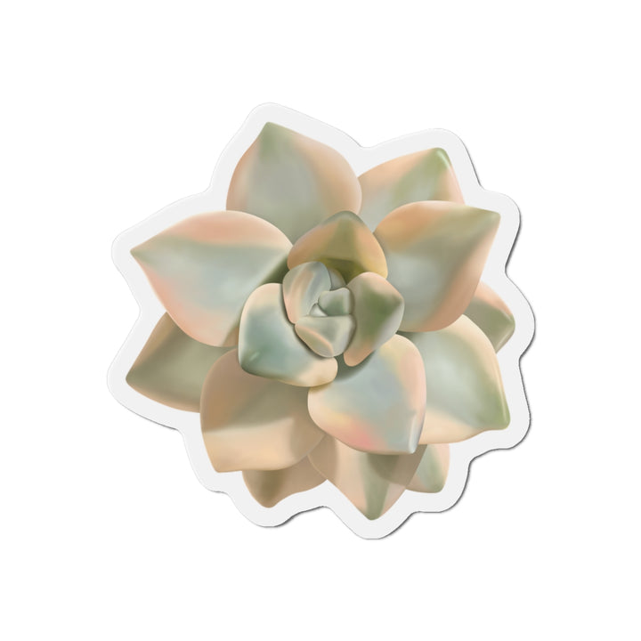 Graptoveria Titubans Succulent Magnet