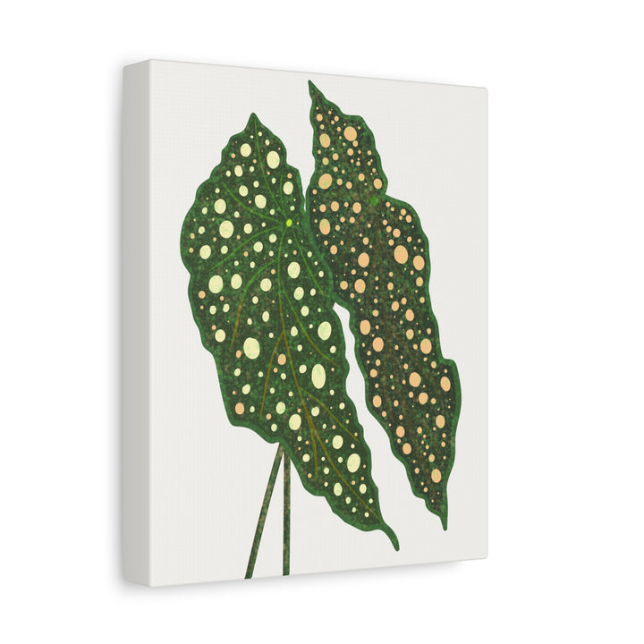 Begonia Maculata Canvas Premium Botanical Wall Art Print On Cotton Canvas With Matte Finish For Indoor Decor