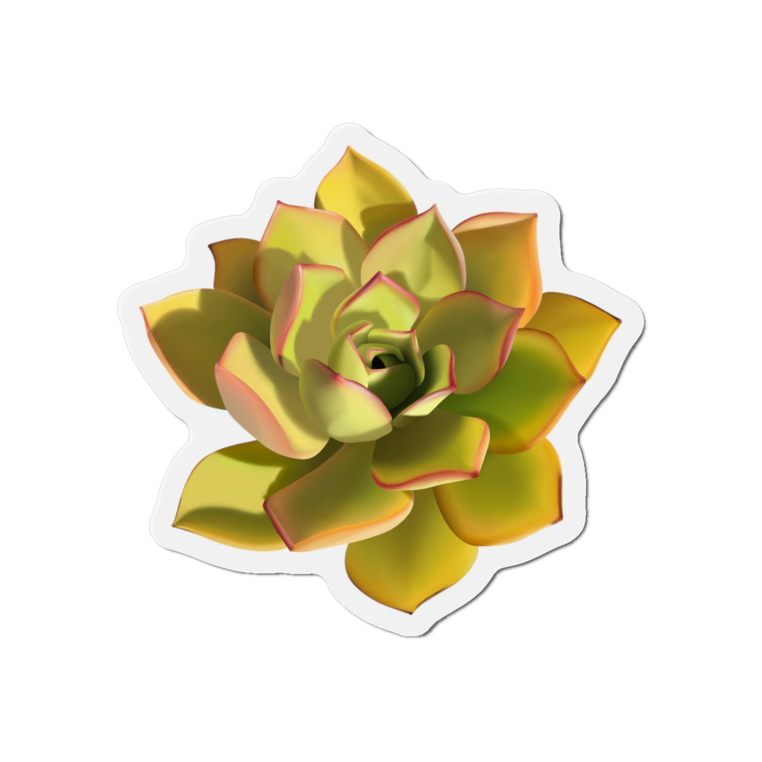 Noble Aeonium Succulent Magnet
