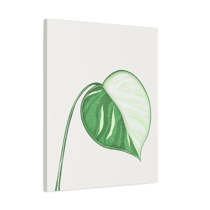 Monstera Albo Canvas Large Stretched Premium Quality Cotton Canvas Wall Art Tropical Leaf Poster Decor