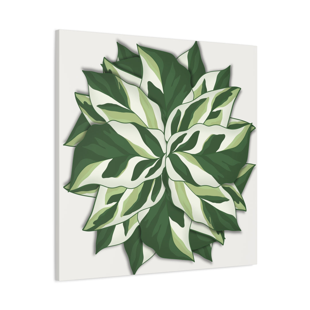 Calathea White Fusion Canvas Botanical Art Print On Stretched Cotton Canvas For Indoor Wall Decor