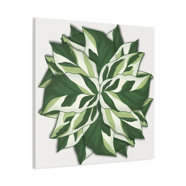 Calathea White Fusion Canvas Botanical Art Print On Stretched Cotton Canvas For Indoor Wall Decor