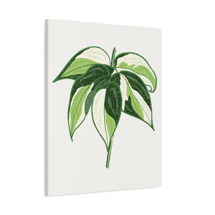 Philodendron Canvas Print Cream Splash Variegated Plant Art On Matte Cotton Canvas For Home Wall Decor
