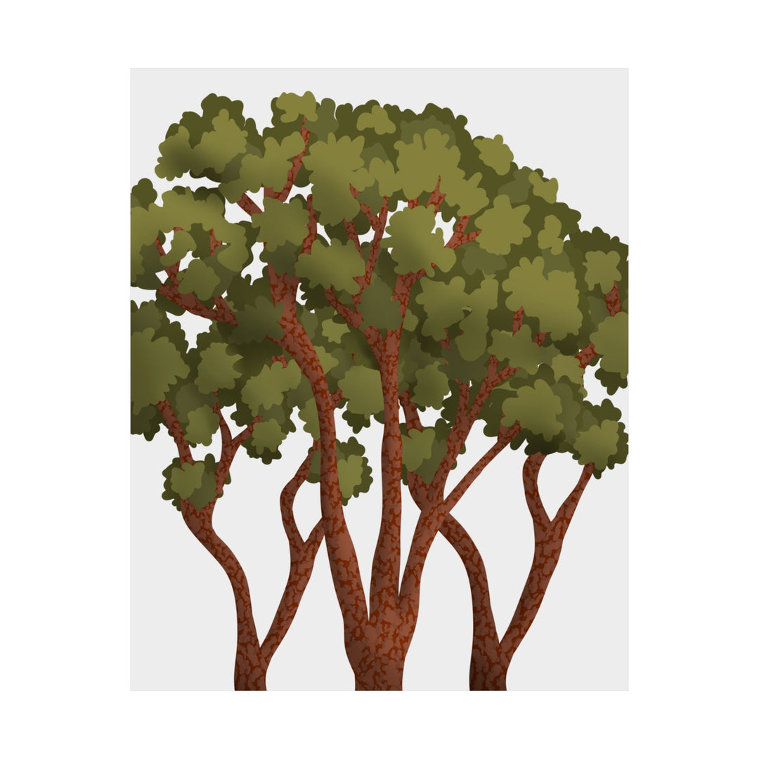 Pacific Madrone Print – Unframed Wall Art