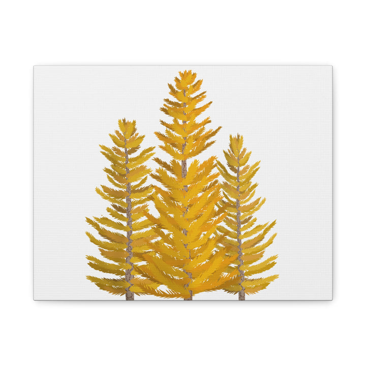 Western Larch Canvas Print – Wall Art