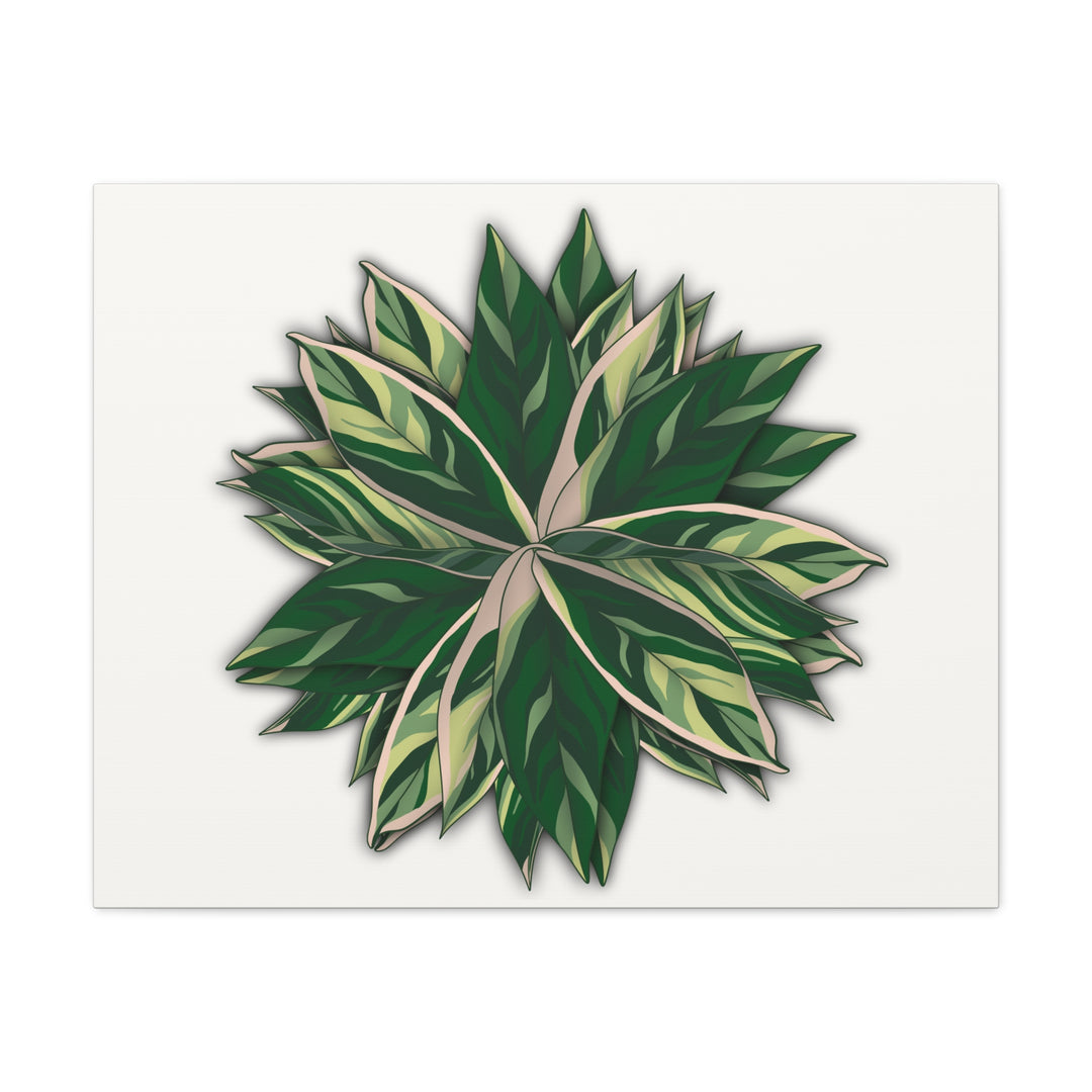Stromanthe Triostar Canvas Wall Art Premium Matte Finish On Durable 1.25 Inch Frame For Vibrant Indoor Tropical Decor