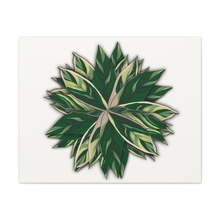 Stromanthe Triostar Canvas Wall Art Premium Matte Finish On Durable 1.25 Inch Frame For Vibrant Indoor Tropical Decor