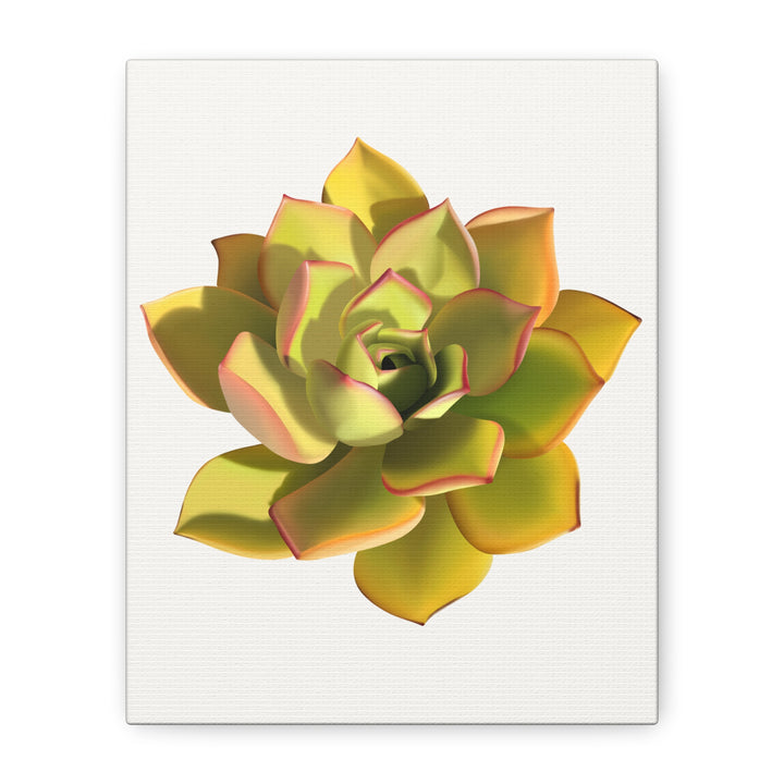 Noble Aeonium Succulent Canvas Wall Art Print for Modern Home Decor by The Potted Pixel