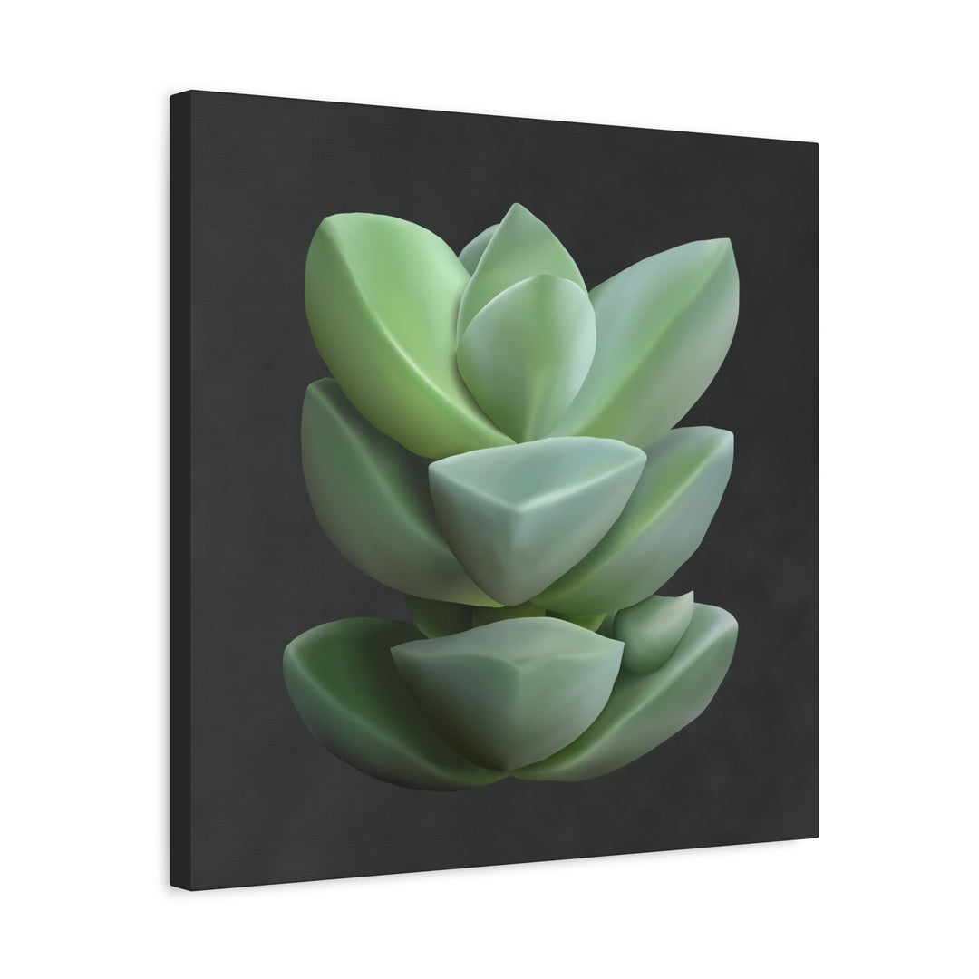 Crassula Canvas Print – Botanical Wall Art