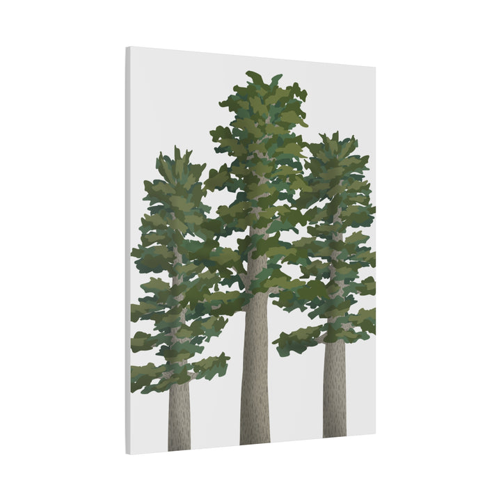 Sitka Spruce Canvas Print – Wall Art