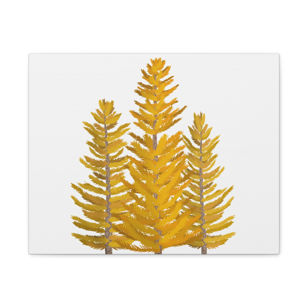 Western Larch Canvas Print – Wall Art
