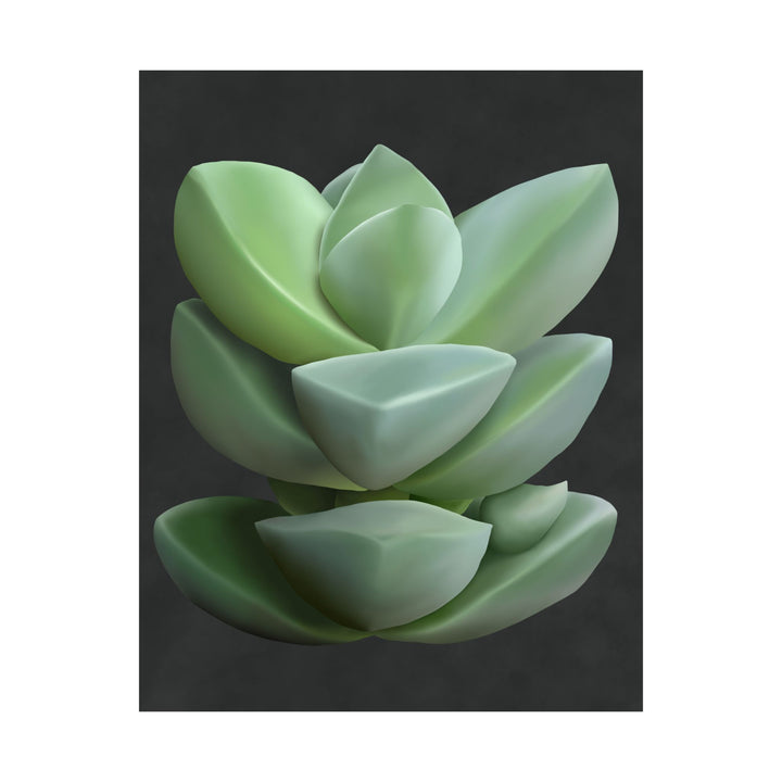 Crassula Botanical Print – Unframed Wall Art