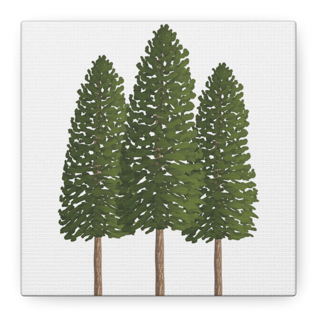 Three Ponderosa Pine Canvas Wall Art Matte Stretched Print Minimalist Forest Landscape Decor