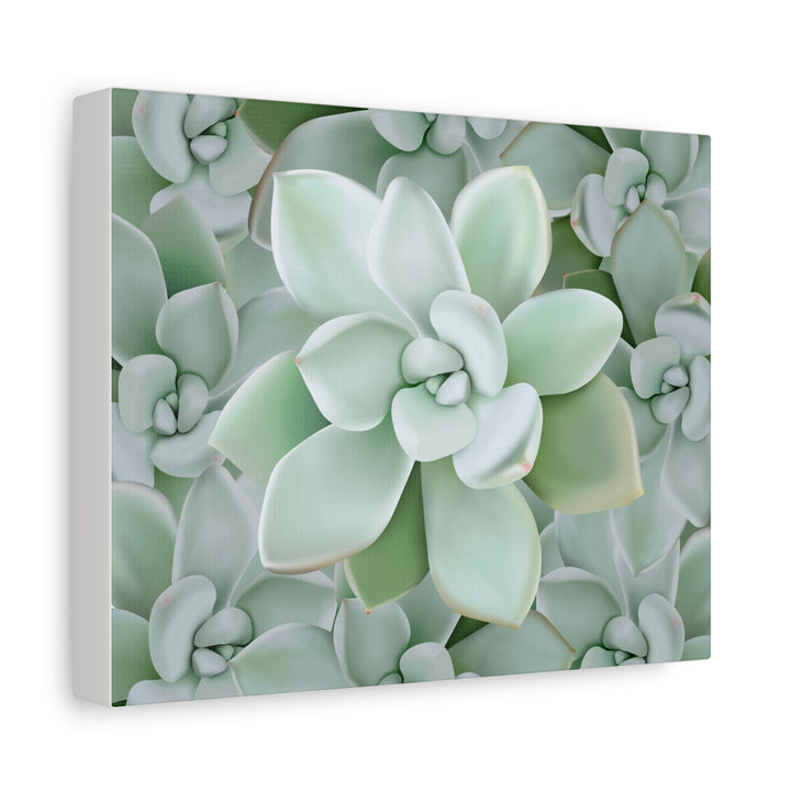 Pachyveria Haagei Succulent Pattern Canvas Art for Modern Home Decor 16x20 Matte Print