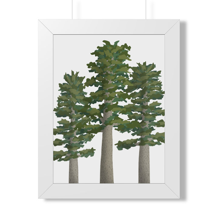 Sitka Spruce Framed Print – Wall Art