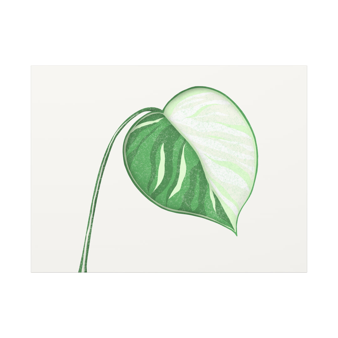 Monstera Albo Canvas Large Stretched Premium Quality Cotton Canvas Wall Art Tropical Leaf Poster Decor