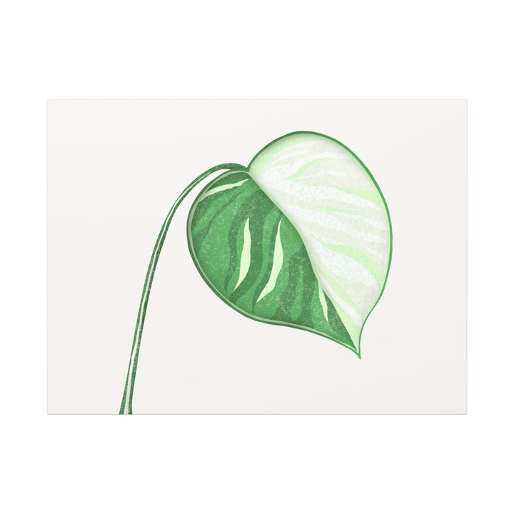 Monstera Albo Canvas Large Stretched Premium Quality Cotton Canvas Wall Art Tropical Leaf Poster Decor